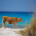 Sardinia Cow Beach