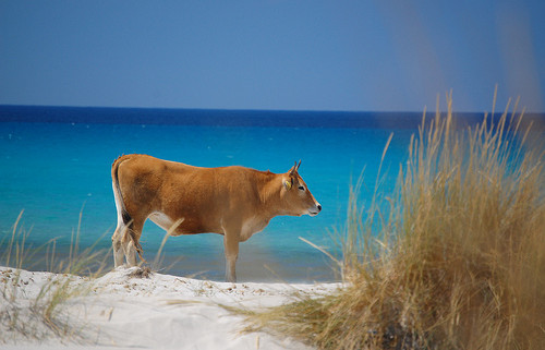 Sardinia Cow Beach