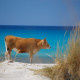 Sardinia Cow Beach